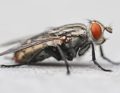 Miniatura: Chińczycy wyliczyli ile much może być w...