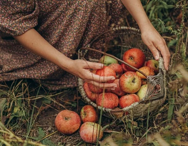 Miniatura: Frutarianizm – czy dieta owocowa jest...