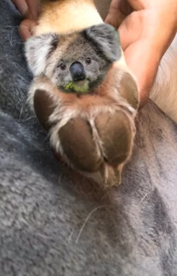 Mała koala na opuszkach psiej łapy 