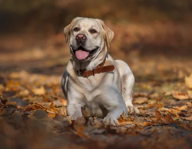 Miniatura: Przypadki trucia psów w Krakowie. Jest...