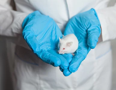 Miniatura: Da się opóźnić starzenie? Badacze...