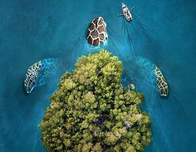 Miniatura: Niezwykłe ujęcia natury. Artysta rzuca...