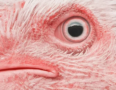 Miniatura: Pierwszy przypadek ptasiej grypy u...