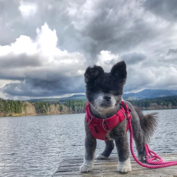 Abi i Dabi - psy, które połączyła przyjaźń 