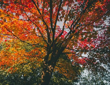 Miniatura: Jesienny QUIZ z wiedzy o świecie....