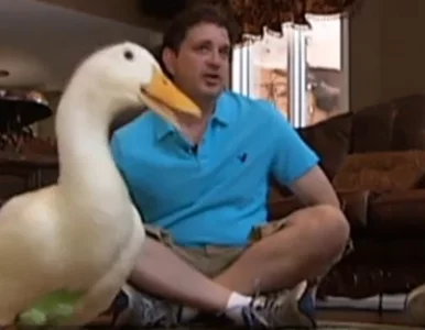 Miniatura: Amerykanin wydrukuje kaczce... nogę