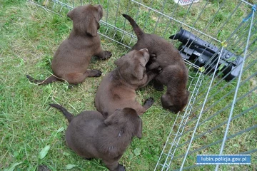 Uratowane szczeniaki 