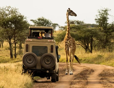 Miniatura: Niebezpieczna sytuacja w parku safari....