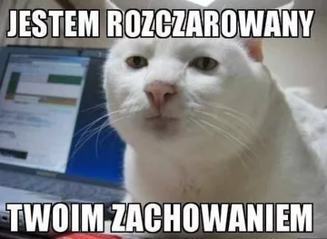 Memy z kotem w roli głównej 