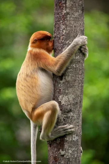 Finaliści konkursu Comedy Wildlife Photo Awards 2021 