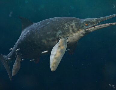 Miniatura: Polacy odkryli wodne monstrum. Sensacyjne...