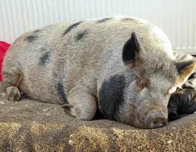 Miniatura: Zaadoptowali miniaturową świnkę, urosła do...