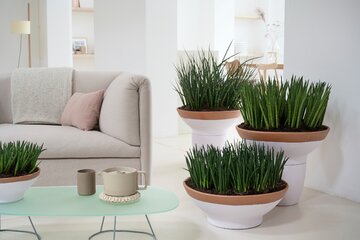 Sansevieria