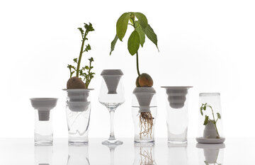 Plantacja, projekt Alicja Patanowska