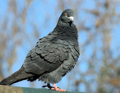 Miniatura: Umieść to na balkonie, a gołąb nawet nie...