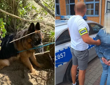 Miniatura: W piekielnym upale przywiązała psa do...