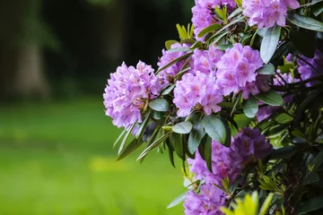 Różanecznik (rododendron) 