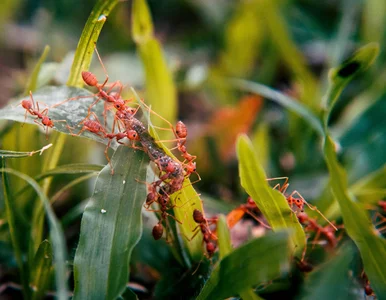 Miniatura: Zblenduj to warzywo i wlej do mrowiska....