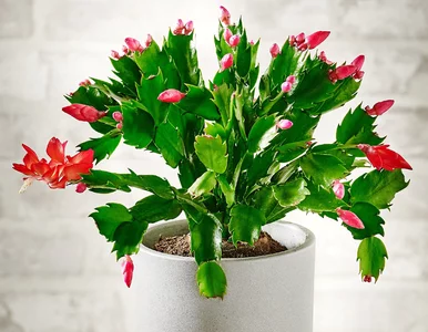 Miniatura: Internet oszalał na punkcie tego triku!...