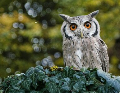 Miniatura: Co tu nie pasuje? Wyklucz jedną odpowiedź