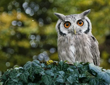 Miniatura: 6 morderczych pytań z różnych dziedzin....