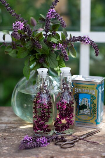 Bazylia kwiatowa Kwitnąca bazylia