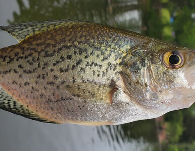 Miniatura: Wędkarze ustanowili nowy rekord. Był nie...