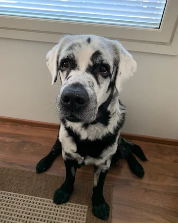 Labrador Blaze 