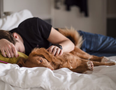 Miniatura: Spanie ze zwierzętami wpływa na jakość...