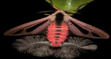 Creatonotos gangis 