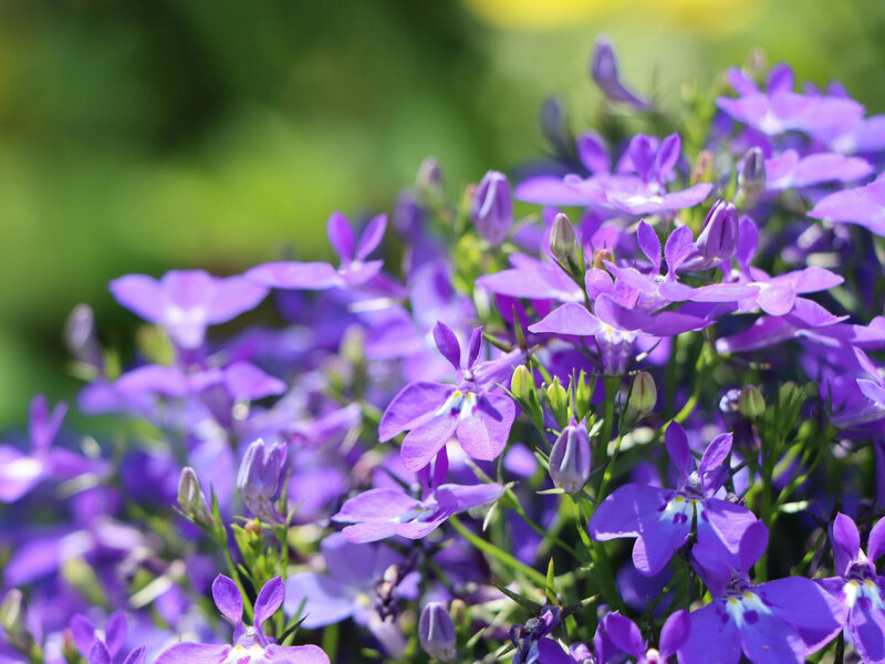 Lobelia