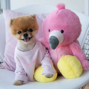 Jiffpom 