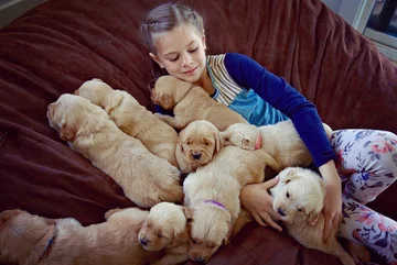 Psy rasy Golden Retriever 