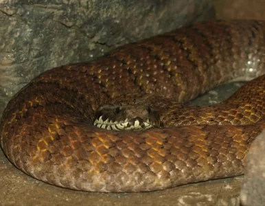 Miniatura: Znaleziono węża z trzema kłami jadowymi....