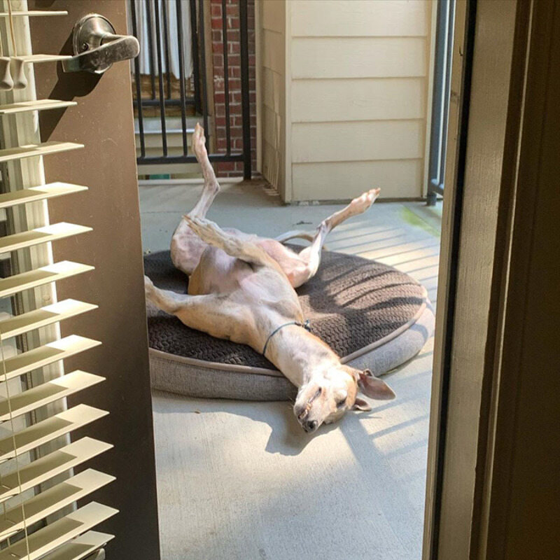 Pies w trakcie korzystania ze słońca 