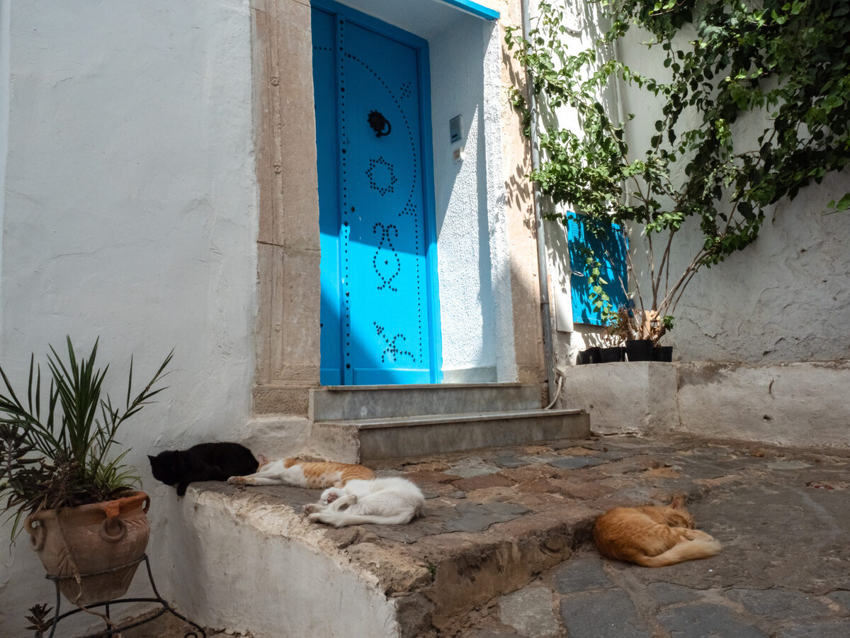 Koty śpiące w cieniu Podobnie jak w Turcji, w Tunezji również można spotkać wiele kotów. Te w Sidi Bou Said w ciągu dnia śpią w cieniu w bocznych uliczkach, gdzie nie niepokoją ich tłumy turystów.