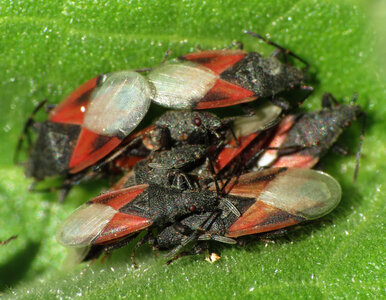 Miniatura: Dotarły do Polski i opanowują ogrody....