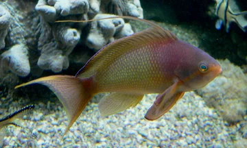 Papużak Pseudanthias squamipinnis 