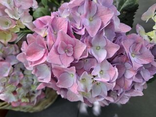Hortensje