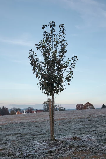 Destylarnia w Javornicach, projekt ADR Linka, Javornice, jabłka