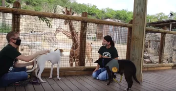 Wizyta zwierząt ze schroniska w zoo 