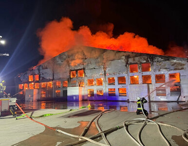 Miniatura: Tragiczny pożar w polskiej hodowli. Trwa...