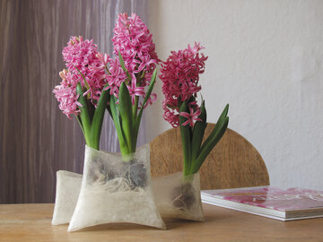Hiacynty, hyacinthus orientalis