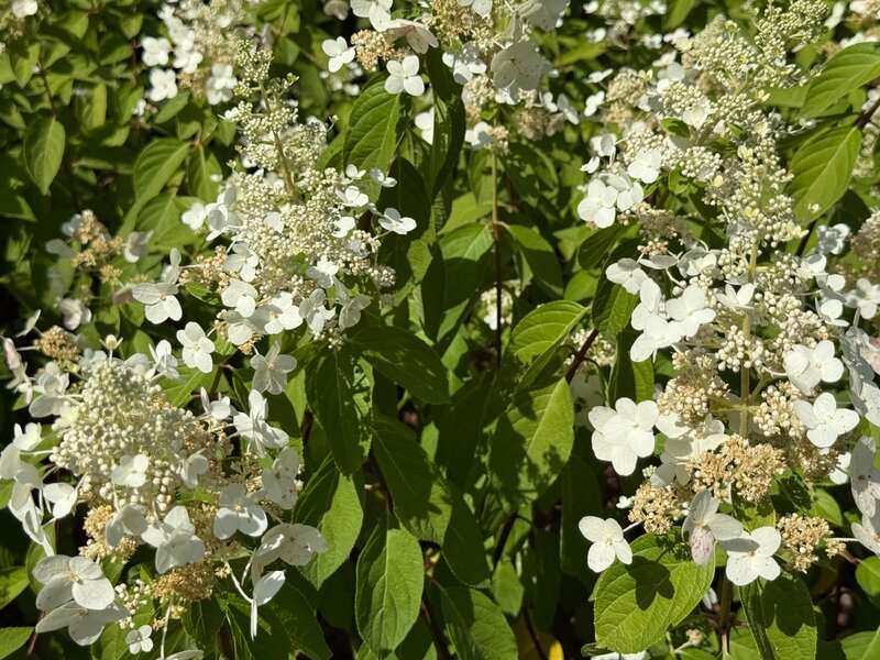 Hortensje