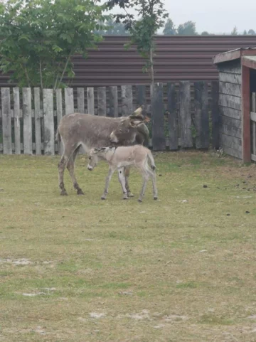 Zwierzęta w ZOO Wojciechów 