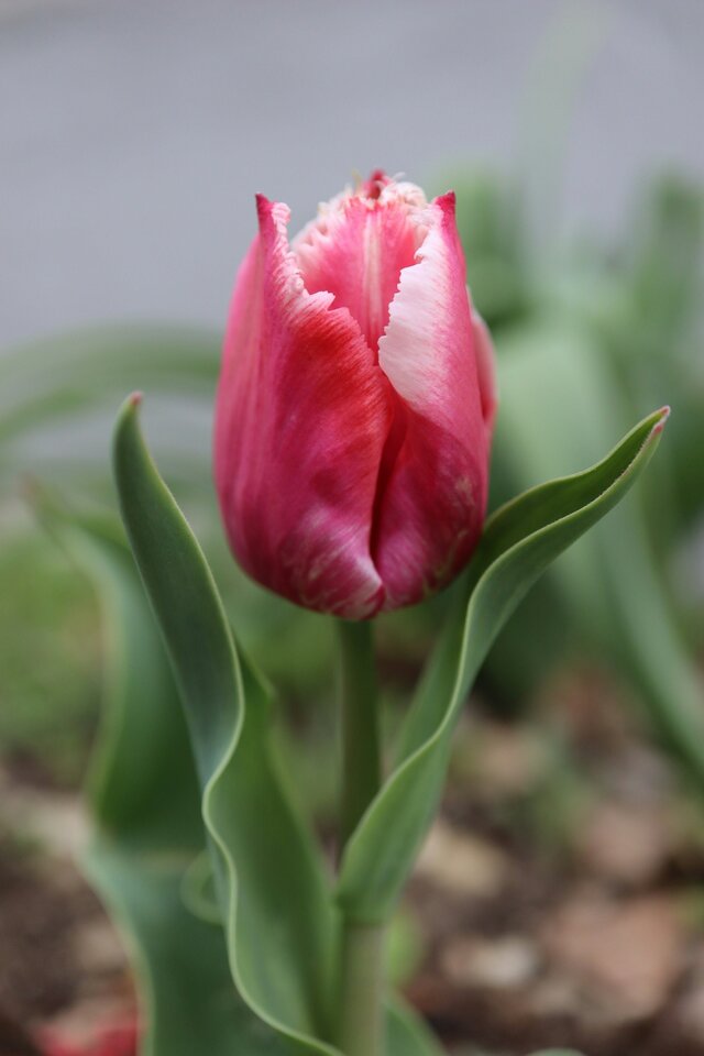 Ta roślina to&nbsp;oczywiście: