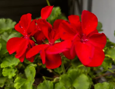 Miniatura: Kiedy rozmnażać pelargonie i jak to...