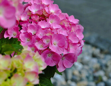 Miniatura: Wystarczy kilka kromek suchego chleba, by...