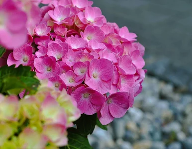 Miniatura: Wystarczy kilka kromek suchego chleba, by...