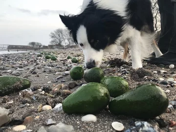 Plaża na wyspie Samso 